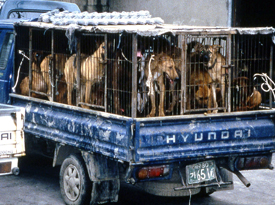 Dogs in Transport